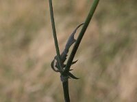Crepis foetida 10, Stinkend streepzaad, Saxifraga-Peter Meininger