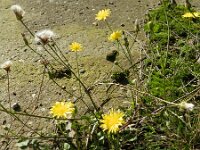 Crepis foetida 13, Stinkend streepzaad, Saxifraga-Rutger Barendse