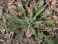 Crepis foetida 14, Stinkend streepzaad, Saxifraga-Rutger Barendse