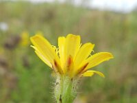 Crepis foetida 16, Stinkend streepzaad, Saxifraga-Rutger Barendse