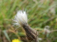 Crepis foetida 18, Stinkend streepzaad, Saxifraga-Rutger Barendse