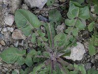 Crepis foetida 2, Stinkend streepzaad, Saxifraga-Rutger Barendse