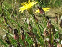 Crepis foetida 3, Stinkend streepzaad, Saxifraga-Rutger Barendse