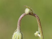 Crepis foetida ssp foetida 22, Stinkend streepzaad, Saxifraga-Rutger Barendse