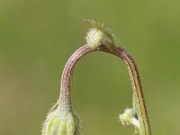 Crepis foetida ssp foetida 22, Stinkend streepzaad, Saxifraga-Rutger Barendse