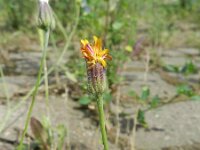 Crepis foetida ssp rhoeadifolia 20, Saxifraga-Rutger Barendse