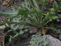 Crepis foetida ssp rhoeadifolia 24, Saxifraga-Rutger Barendse