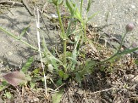 Crepis foetida ssp rhoeadifolia 27, Saxifraga-Rutger Barendse