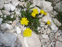 Crepis jacquinii