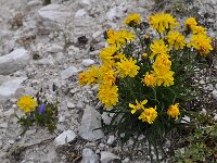 Crepis jacquinii 2, Saxifraga-Harry Jans