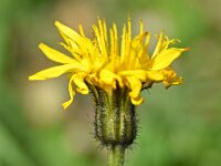 Crepis jacquinii 6, Saxifraga-Sonja Bouwman  Crepis jacquinii - Asteraceae familie; Croda Rossa (Moos, I)