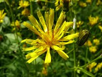 Crepis paludosa 10, Moerasstreepzaad, Saxifraga-Hans Grotenhuis