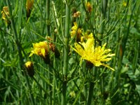 Crepis paludosa 3, Moerasstreepzaad, Saxifraga-Hans Grotenhuis