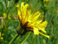 Crepis paludosa 4, Moerasstreepzaad, Saxifraga-Hans Grotenhuis