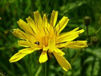 Crepis paludosa 6, Moerasstreepzaad, Saxifraga-Hans Grotenhuis