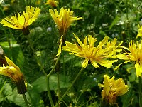 Crepis paludosa 7, Moerasstreepzaad, Saxifraga-Hans Grotenhuis