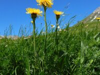 Crepis pontana 2, Saxifraga-Ed Stikvoort