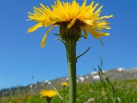 Crepis pontana 3, Saxifraga-Ed Stikvoort