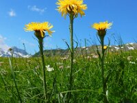 Crepis pontana 4, Saxifraga-Ed Stikvoort
