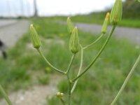 Crepis pulchra 3, Fraai streepzaad, Saxifraga-Rutger Barendse