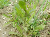 Crepis pulchra 4, Fraai streepzaad, Saxifraga-Rutger Barendse