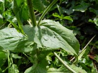Crepis pulchra 5, Fraai streepzaad, Saxifraga-Rutger Barendse