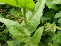 Crepis pulchra 6, Fraai streepzaad, Saxifraga-Rutger Barendse