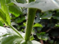 Crepis pulchra 8, Fraai streepzaad, Saxifraga-Rutger Barendse