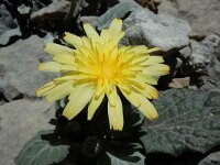 Crepis pygmaea 3, Saxifraga-Ed Stikvoort : Espinama - Fuente Dé - Regugio de Aliva s9900
