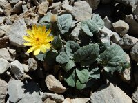 Crepis pygmaea 6, Saxifraga-Ed Stikvoort : Espinama - Fuente Dé - Regugio de Aliva s9900