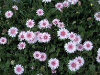 Crepis rubra