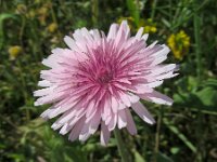 Crepis rubra 10, Rose streepzaad,  Saxifraga-Ed Stikvoort