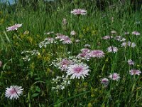 Crepis rubra 11, Rose streepzaad,  Saxifraga-Ed Stikvoort