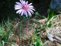 Crepis rubra 12, Rose streepzaad,  Saxifraga-Ed Stikvoort