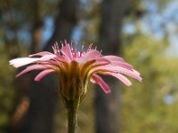 Crepis rubra 13, Rose streepzaad,  Saxifraga-Ed Stikvoort