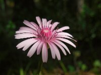 Crepis rubra 14, Rose streepzaad,  Saxifraga-Ed Stikvoort