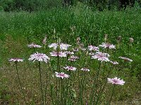 Crepis rubra 15, Rose streepzaad,  Saxifraga-Ed Stikvoort