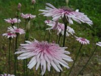Crepis rubra 16, Rose streepzaad,  Saxifraga-Ed Stikvoort