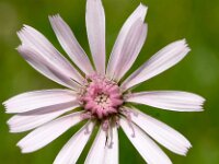 Crepis rubra 18, Rose streepzaad,  Saxifraga-Sonja Bouwman  Pink hawk's beard - Crepis rubra - Asteraceae familie