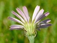 Crepis rubra 19, Rose streepzaad,  Saxifraga-Sonja Bouwman  Pink hawk's beard - Crepis rubra - Asteraceae familie