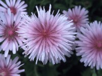 Crepis rubra 2, Rose streepzaad,  Saxifraga-Jan van der Straaten