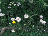 Crepis rubra 22, Rose streepzaad,  Saxifraga-Jan van der Straaten