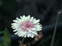 Crepis rubra 23, Rose streepzaad,  Saxifraga-Jan van der Straaten