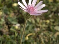 Crepis rubra 3, Rose streepzaad,  Saxifraga-Jan van der Straaten