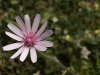 Crepis rubra 4, Rose streepzaad,  Saxifraga-Jan van der Straaten