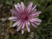 Crepis rubra 5, Rose streepzaad,  Saxifraga-Willem van Kruijsbergen