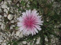 Crepis rubra 6, Rose streepzaad,  Saxifraga-Jasenka Topic