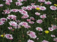 Crepis rubra 7, Rose streepzaad,  Saxifraga-Jasenka Topic