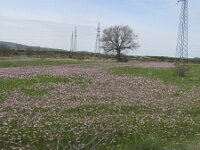 Crepis rubra 8, Rose streepzaad,  Saxifraga-Jasenka Topic