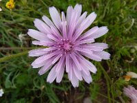 Crepis rubra 9, Rose streepzaad,  Saxifraga-Jasenka Topic